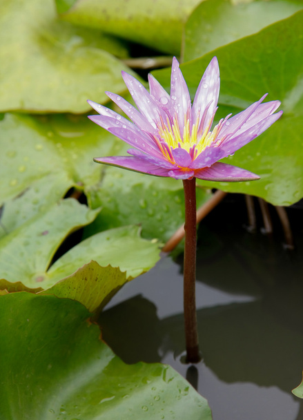 color lotus - Фото, изображение