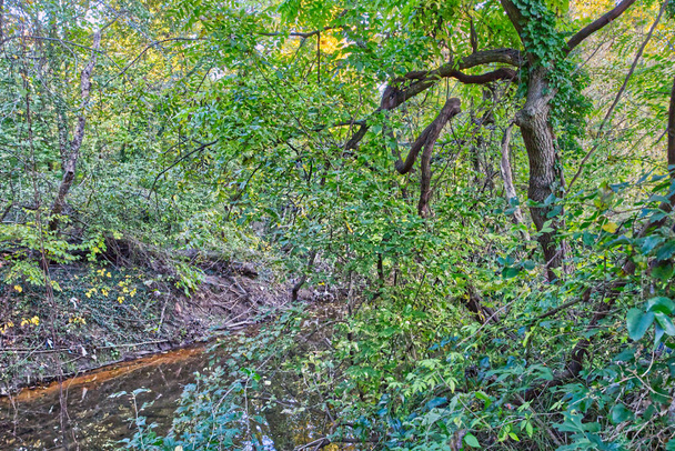 Осінні дерева з струмком у Роседейл - Балтімор - Меріленд (США). - Фото, зображення