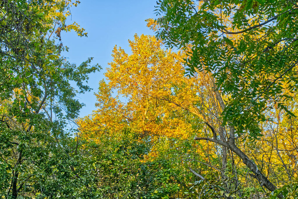 Autumn Trees in Rosedale Baltimore Maryland USA - Foto, Imagem