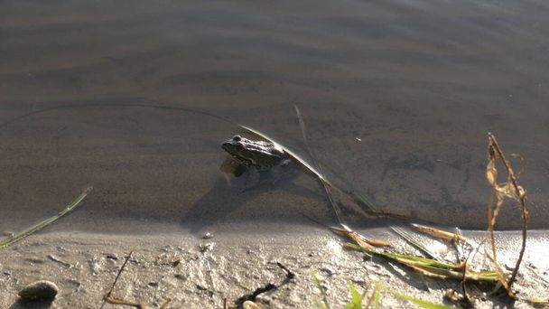 La rana si siede sulla riva in acqua. Il rospo saltò in acqua. - Foto, immagini