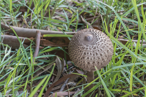 cogumelo guarda-sol macrolepiota procera e grama verde na floresta - Foto, Imagem