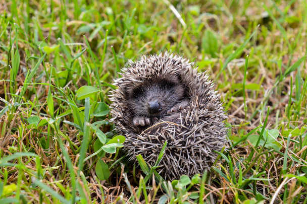 Photo Picture of an European Hedgehog Mammal Animal - Photo, Image