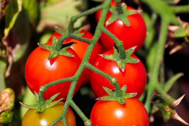 Macro shot de tomates extremos de una vid - Foto, imagen