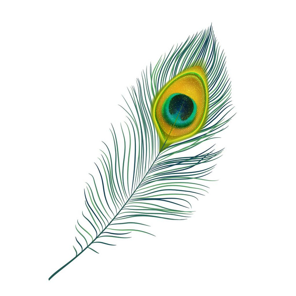 Peacock feather isolated vector icon, realistic bird plume with green and gold colored ornament. Beautiful fluffy iridescent feather from peafowl tail. Graphic element for design, decoration detail - Vector, imagen