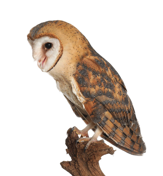 Beautiful common barn owl on twig against background - Foto, afbeelding
