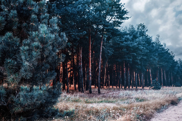 Hermosa vista del bosque de pinos cerca de la carretera rural. Entorno de fantasía - Foto, Imagen