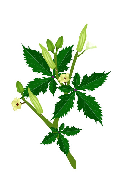 白い背景の上の新鮮なオクラ植物 - ベクター画像
