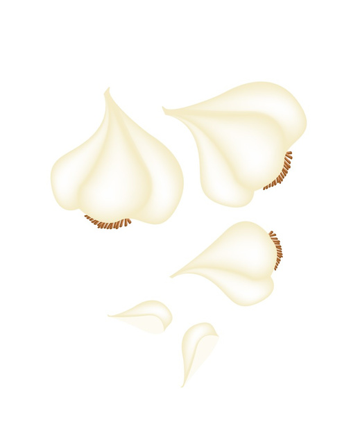 Garlic Bulbs and Garlic Cloves on White Background - Vector, afbeelding