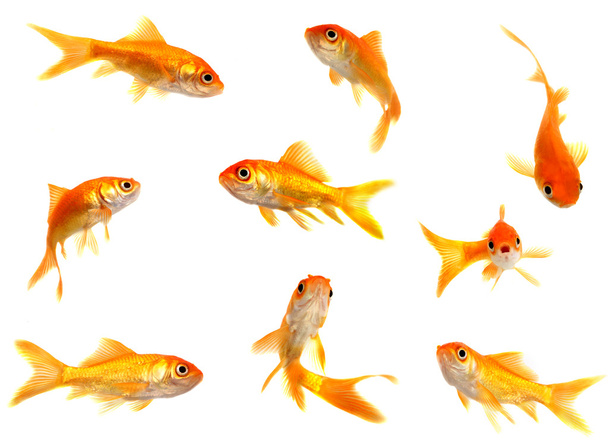 Groupe de poissons rouges
 - Photo, image