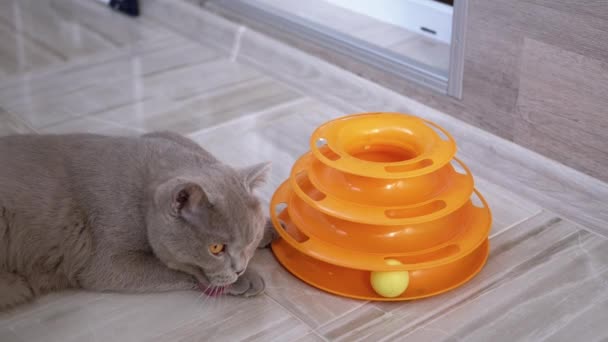 Bellissimo gatto inglese grigio gioca con una palla sul pavimento. Animale domestico giocoso e attivo - Filmati, video