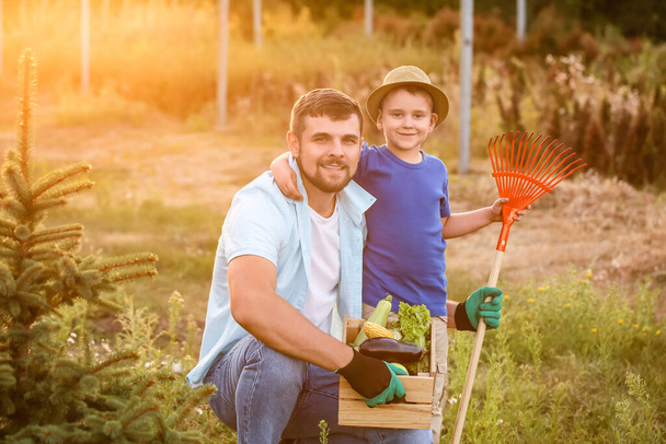Bahçede hasat yapan genç baba ve oğul. - Fotoğraf, Görsel