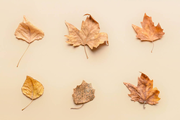 Belle foglie autunnali su sfondo chiaro - Foto, immagini