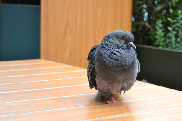 Yalnız bir güvercin tahta bir masanın üzerinde duruyor. - Fotoğraf, Görsel