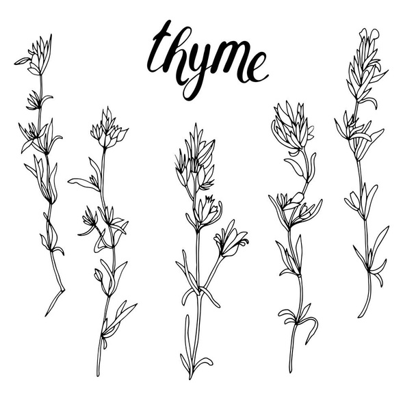 Thyme herbs set. Line art. White background, isolate. Stock drawing. Lettering - Thyme. - Vector, Imagen