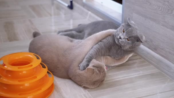 Dwa Beautifu Gray British House Koty gryzą się podczas zabawy na podłodze - Materiał filmowy, wideo