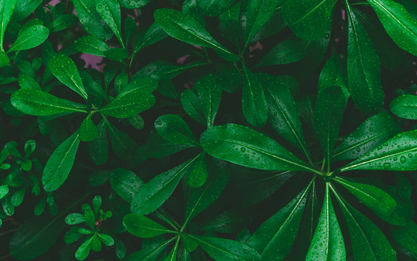 Вид сверху на темно-зеленые листья с каплей дождя. творческий макет из листьев природы темно-зеленый фон. Плоский лежал. Концепция природы. Низкий ключ - Фото, изображение