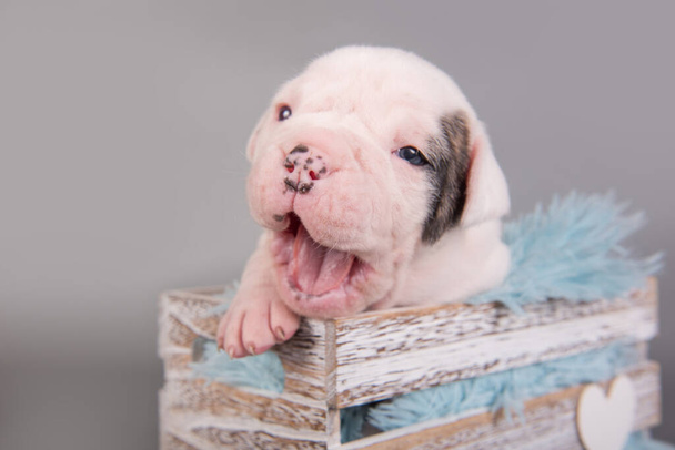 Engraçado pequeno cachorro Bulldog americano branco cão está bocejando em fundo cinza. - Foto, Imagem