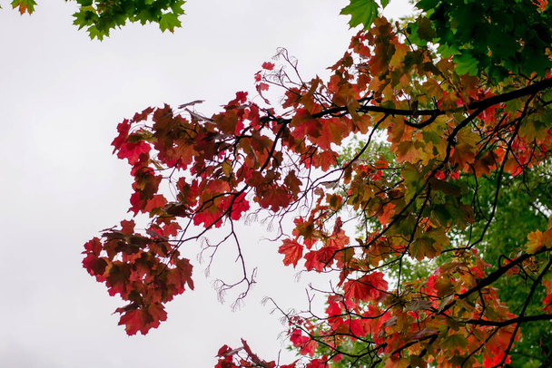 Árvore de bordo com folhas vermelhas no fundo do céu, tema de outono - Foto, Imagem
