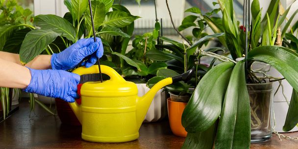 gardener fertilizer home orchid plants. houseplant care. woman watering orchid flowers. , housework and plants care concept. Home gardening, love of plants and care. - Photo, Image
