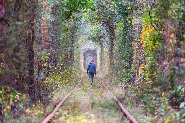 Tunel drzew wczesną jesienią - Zdjęcie, obraz