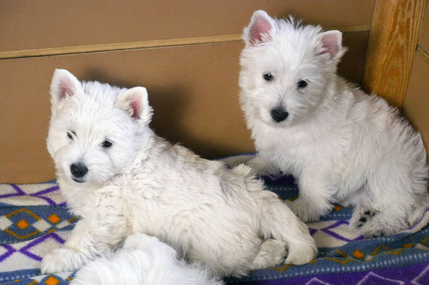 engraçado branco oeste highland terrier cães filhote de cachorro sentar em seu aviário ou caixa para pouco cão indoor, cão negócio de criação - Foto, Imagem