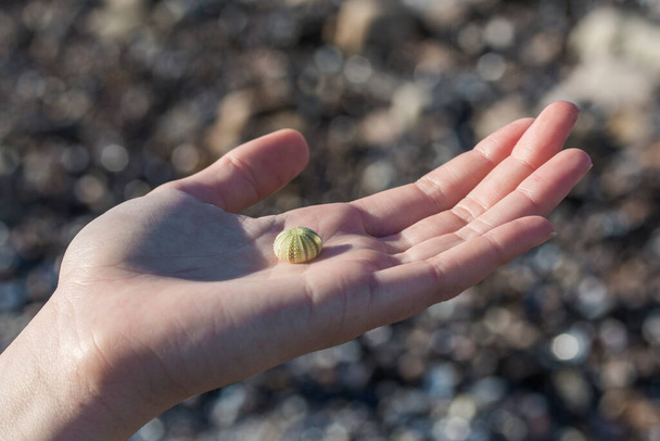 Weibliche Hand hält eine kleine Muschel (Seeigel) am Strand und sammelt Muscheln - Foto, Bild