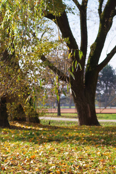 Close-up de Weeping salgueiro ramo no parque no outono. Conceitos de tempo, estação e urbanismo - Foto, Imagem