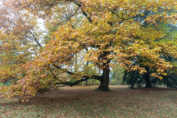 Beautiful autumn park with autumn trees and leaves. Autumn Landscape. - Fotografie, Obrázek