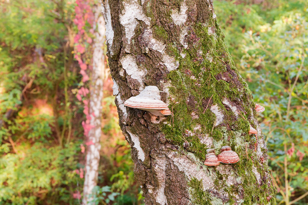 Часть стволов старой березы, заросшей мхом и березовыми скобками в осеннем лесу - Фото, изображение