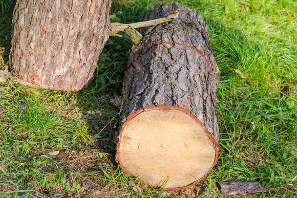 Trozos de tronco del viejo pino seco caído serrados con una motosierra durante el corte sanitario en el parque - Foto, imagen
