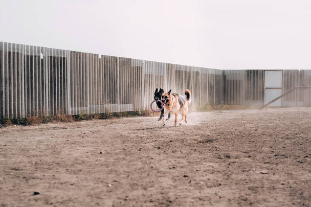 Siyah-siyah-kırmızı bir Alman çoban köpeği bir oyuncakla oynuyor ve oyun parkının etrafında koşuyor, ve toz bulutu bir sütunun içinde duruyor. Temiz havada köpekle aktif oyunlar.. - Fotoğraf, Görsel
