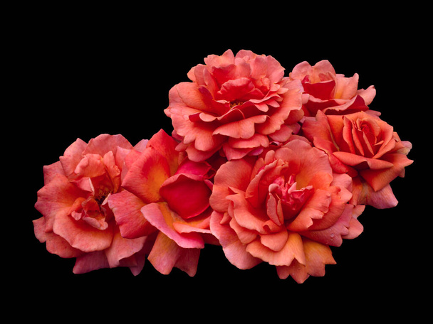 Scarlet rose flowers arrangement isolated on black background - Fotoğraf, Görsel