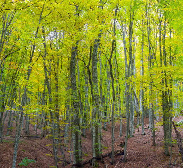 mooie herfst beuken bos scène - Foto, afbeelding