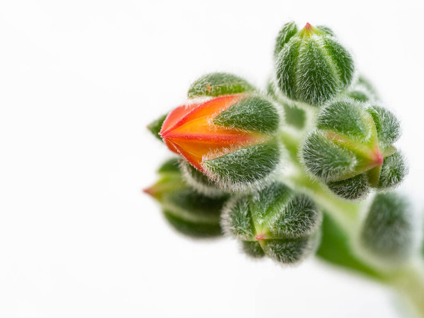 Echeveria setosa, Mexican fire cracker, detail of blossom of evergreen succulent plant on white background - Photo, Image