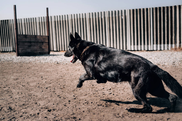 Suuri musta saksanpaimenkoira valmistautuu hyppäämään. Aktiivinen koira viettää aikaa koiran leikkikentällä raikkaassa ilmassa luonnossa. - Valokuva, kuva