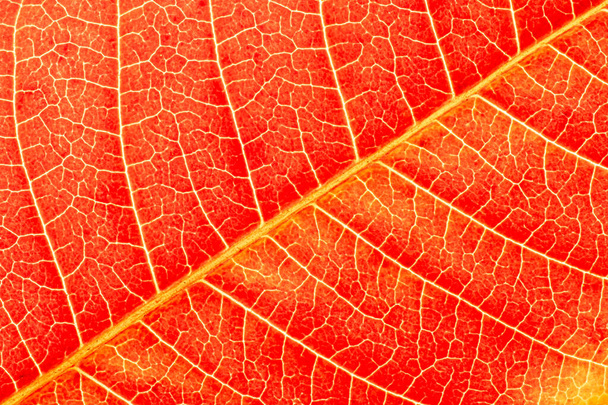 Textur des roten Herbstblattes mit Adern in Nahaufnahme. Abstrakter Hintergrund für Design. - Foto, Bild