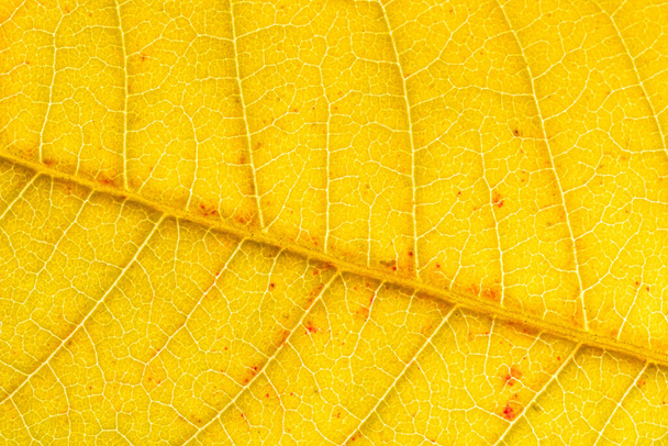 Tekstura złotego jesiennego liścia z żyłami zbliżenie. Streszczenie tła projektu. - Zdjęcie, obraz