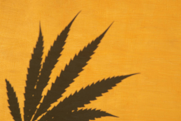 Vista superior da sombra de folha de maconha de cannabis no fundo de madeira amarelo. Planta de cânhamo. Fundo mínimo. - Foto, Imagem
