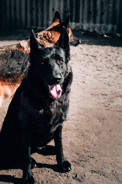Güneşin altında parıldayan saçları olan güzel bir Alman çoban köpeğinin portresi. Türün güzel bir temsilcisi, kahverengi gözlü ve büyük kulaklı siyah bir Alman çoban köpeği.. - Fotoğraf, Görsel