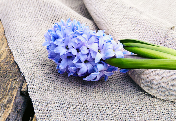 Hyacinth em fundo de madeira
 - Foto, Imagem
