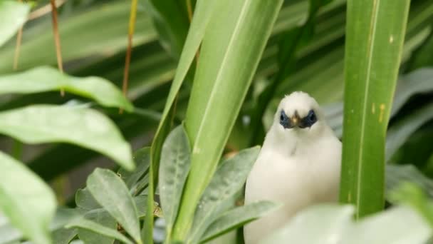 Bali myna a trópusi esőerdőben. Egzotikus rendkívüli indonéziai endemikus vadon élő Starling madár zöld buja lombozatban. Fehér tollazat, egyedi mynah tollak. Jalak a fák lombkoronájában, dzsungel paradicsomi erdő - Felvétel, videó