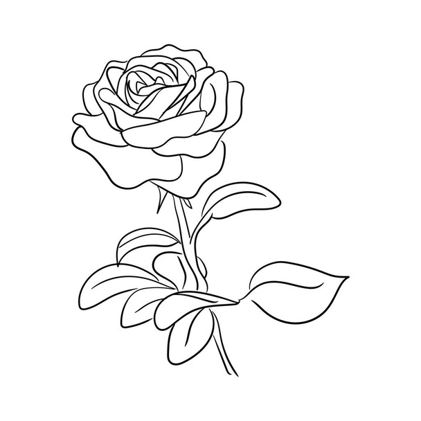 simple hand drawn line art rose flower vector illustration suitable for decoration and logo template - Vector, Image