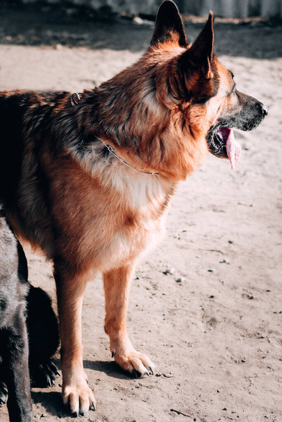 Alman çoban köpeği siyah ve kırmızı renkli, geniş bir profil portresi olan mesafeye bakar. Köpek kulübesinde büyüleyen safkan bir köpek.. - Fotoğraf, Görsel