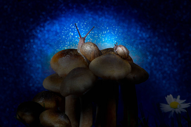 Равлики на сайті Sheathed Wood Tuft Mushroom Top Observation Night Stars - Фото, зображення