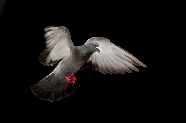 Літаючий голуб ізольований на чорному тлі
 - Фото, зображення