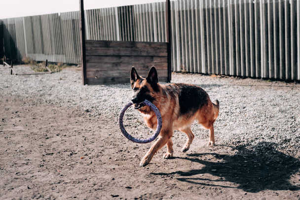An adult fluffy German shepherd of black and red color runs and plays with a dog toy ring. Dog walking in the fresh air, in nature. Beautiful universal dog breed from the kennel. - Photo, Image
