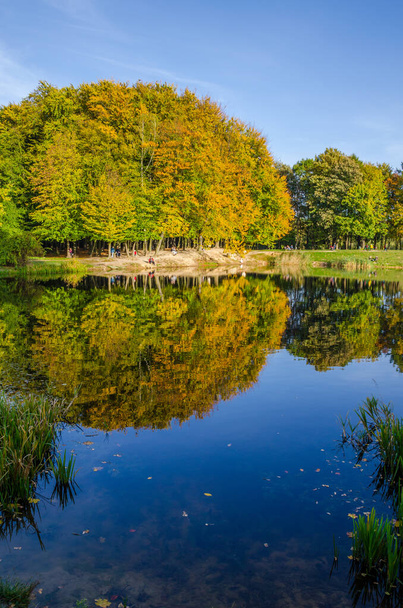 Landscape with autumn park in the sunny day. Yellow and green trees are displayed with reflection on the lake. - Fotografie, Obrázek