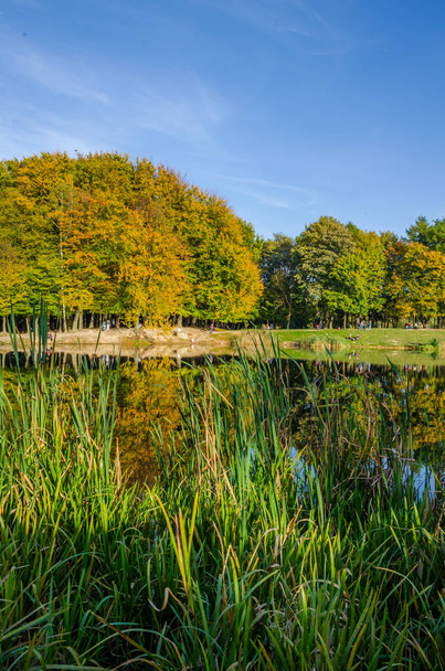 Landscape with autumn park in the sunny day. Yellow and green trees are displayed with reflection on the lake. - Photo, Image