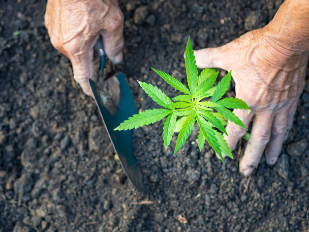 Primo piano di mani contadine che tengono in mano una pianta di cannabis. Spazio per il testo. Concetto di piantagione di marijuana agricola - Foto, immagini