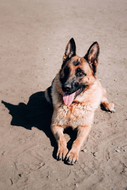 Yetişkin safkan bir köpek. Güzel, siyah ve kırmızı, zeki kahverengi gözlü Alman çoban köpeği kumsalda uzanıyor ve bir yürüyüşten sonra dinleniyor.. - Fotoğraf, Görsel